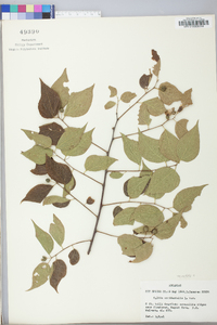 Celtis tenuifolia image