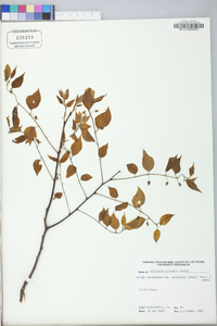Celtis tenuifolia image