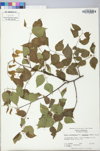 Celtis tenuifolia image