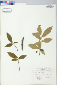 Ulmus alata image