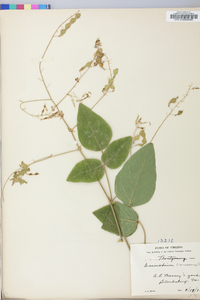 Desmodium canescens image