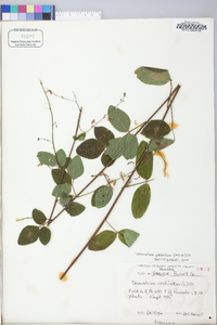 Desmodium rigidum image