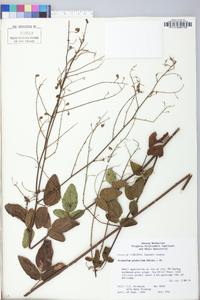 Desmodium glabellum image