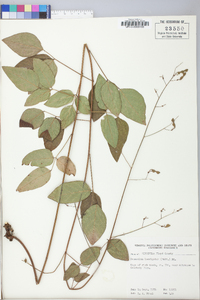 Desmodium laevigatum image