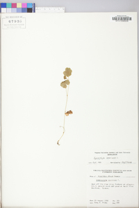 Hydrocotyle americana image