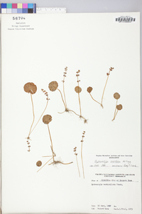 Hydrocotyle prolifera image