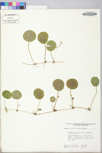 Hydrocotyle verticillata image