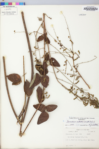 Desmodium nuttallii image