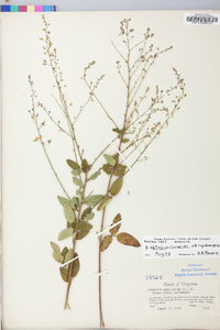 Desmodium obtusum image