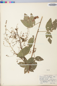 Desmodium perplexum image