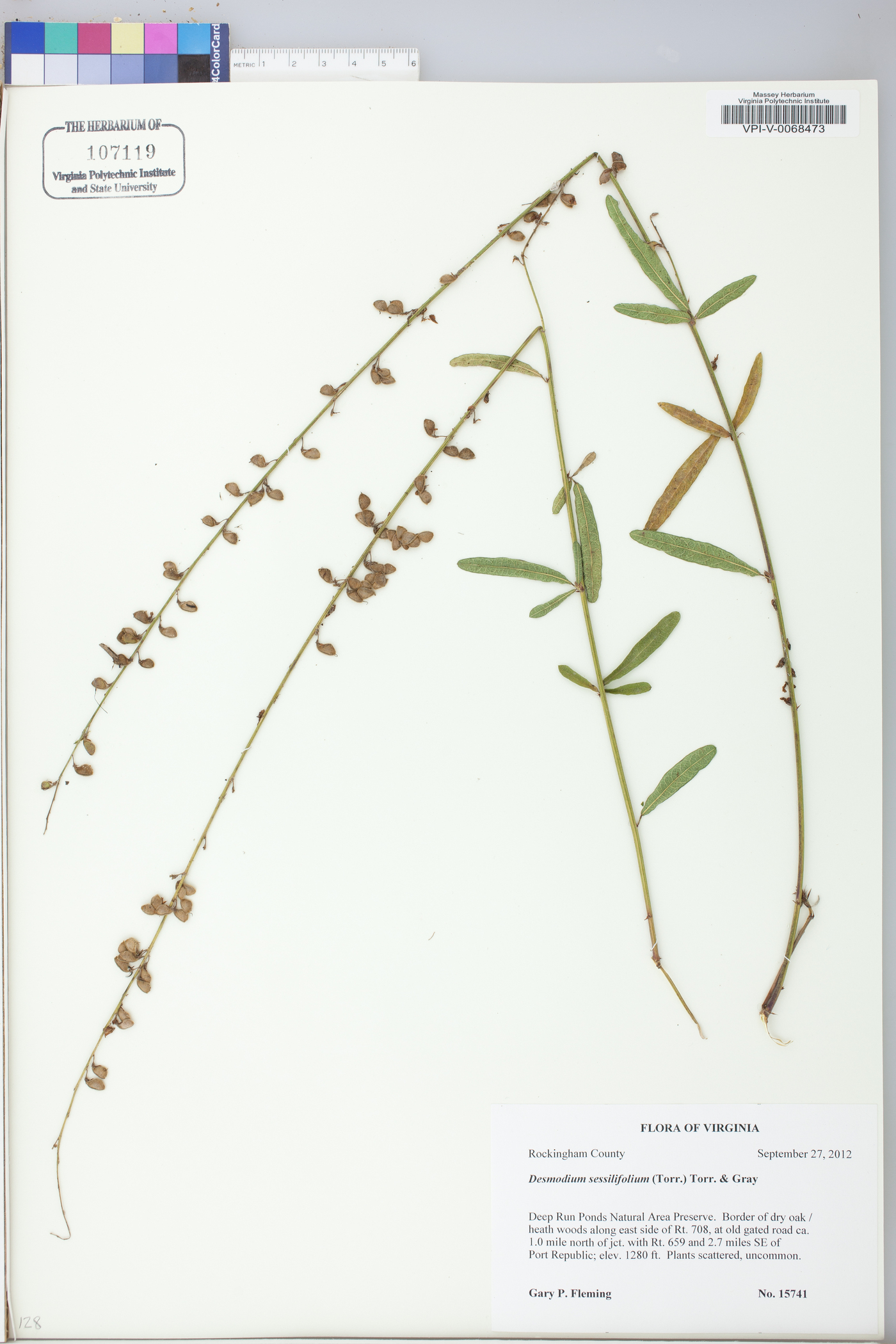 Desmodium strictum image