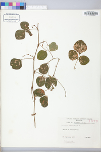 Desmodium rotundifolium image