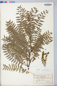 Gleditsia sinensis image