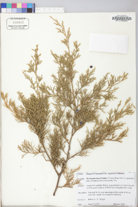 Juniperus virginiana var. virginiana image