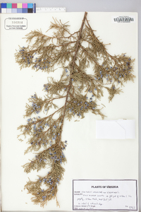 Juniperus virginiana var. virginiana image