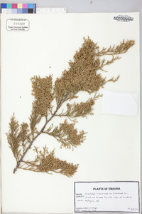 Juniperus virginiana var. virginiana image