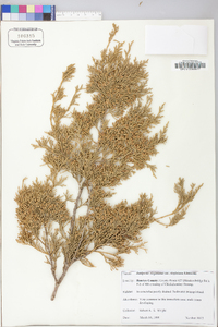 Juniperus virginiana var. virginiana image