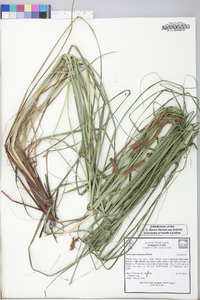 Carex glaucescens image