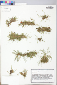 Sagina procumbens image