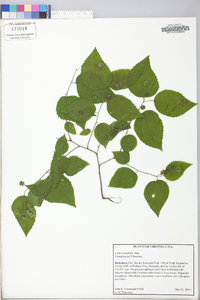 Celtis tenuifolia image