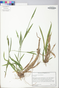 Carex kraliana image