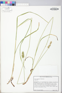 Carex aggregata image