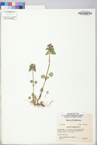 Lamium purpureum image