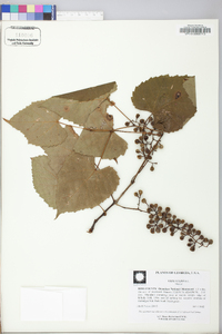 Vitis vulpina image