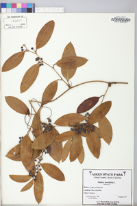 Smilax laurifolia image