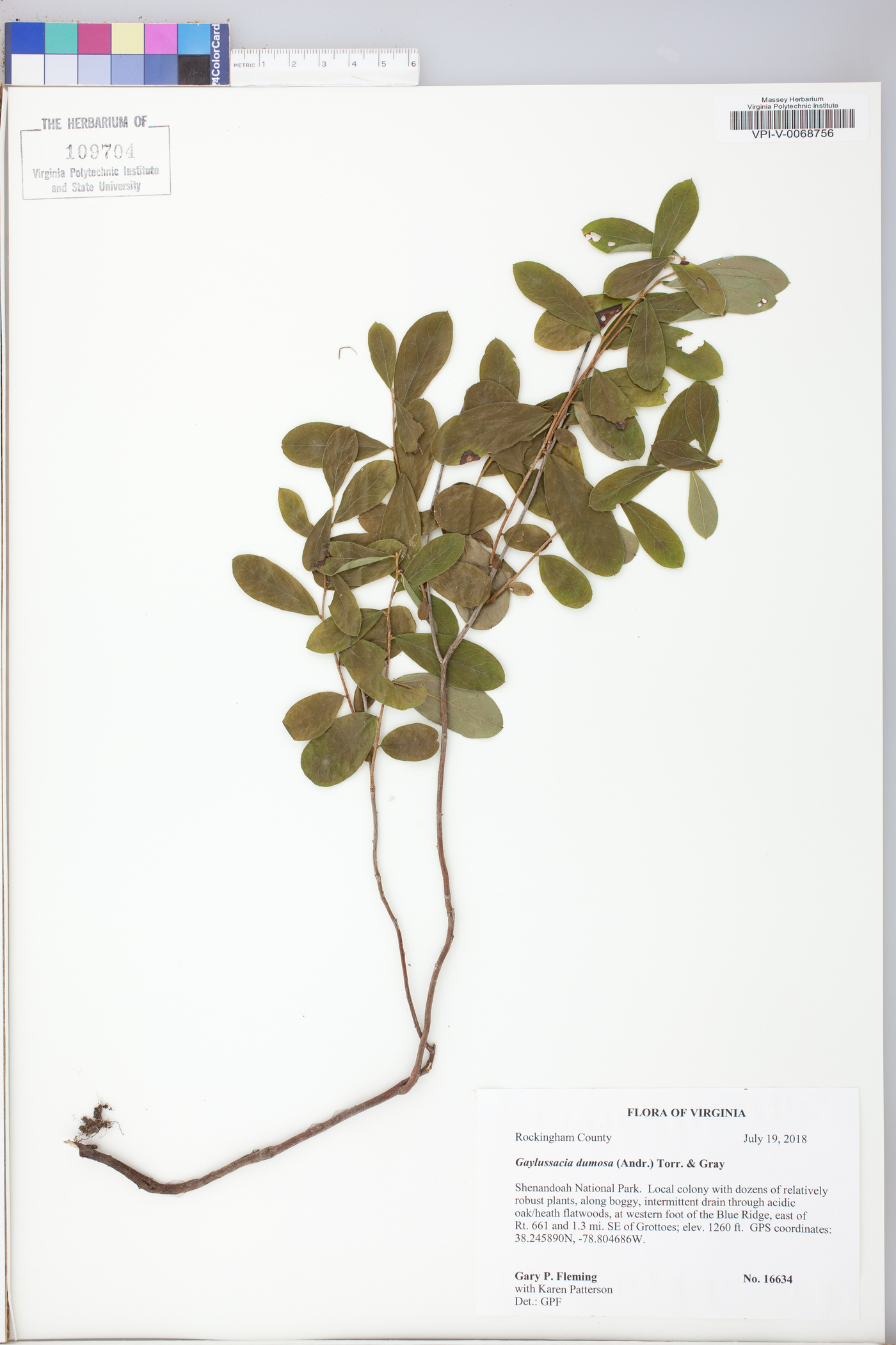 Gaylussacia dumosa image
