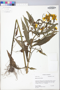 Bidens laevis image