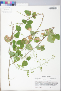 Desmodium ochroleucum image