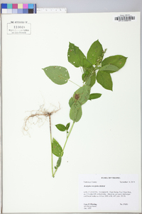 Acalypha ostryifolia image