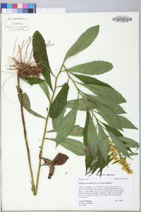 Solidago lancifolia image