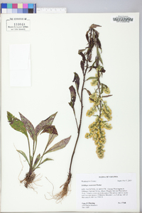 Solidago roanensis image