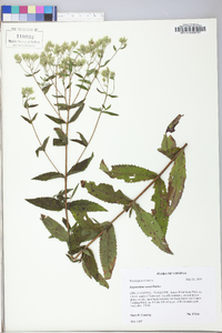 Eupatorium vaseyi image