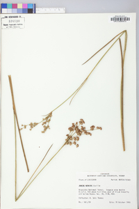 Juncus nodatus image