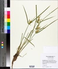 Cyperus iria image