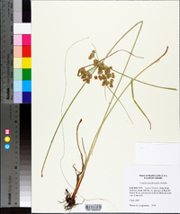 Cyperus pseudovegetus image