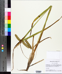 Carex comosa image