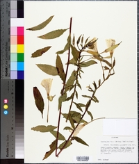 Oenothera grandiflora image