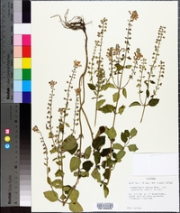 Scutellaria incana image