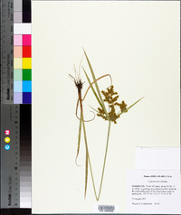 Cyperus iria image