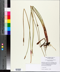 Eleocharis quadrangulata image