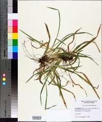 Carex abscondita image