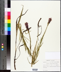 Liatris pycnostachya image