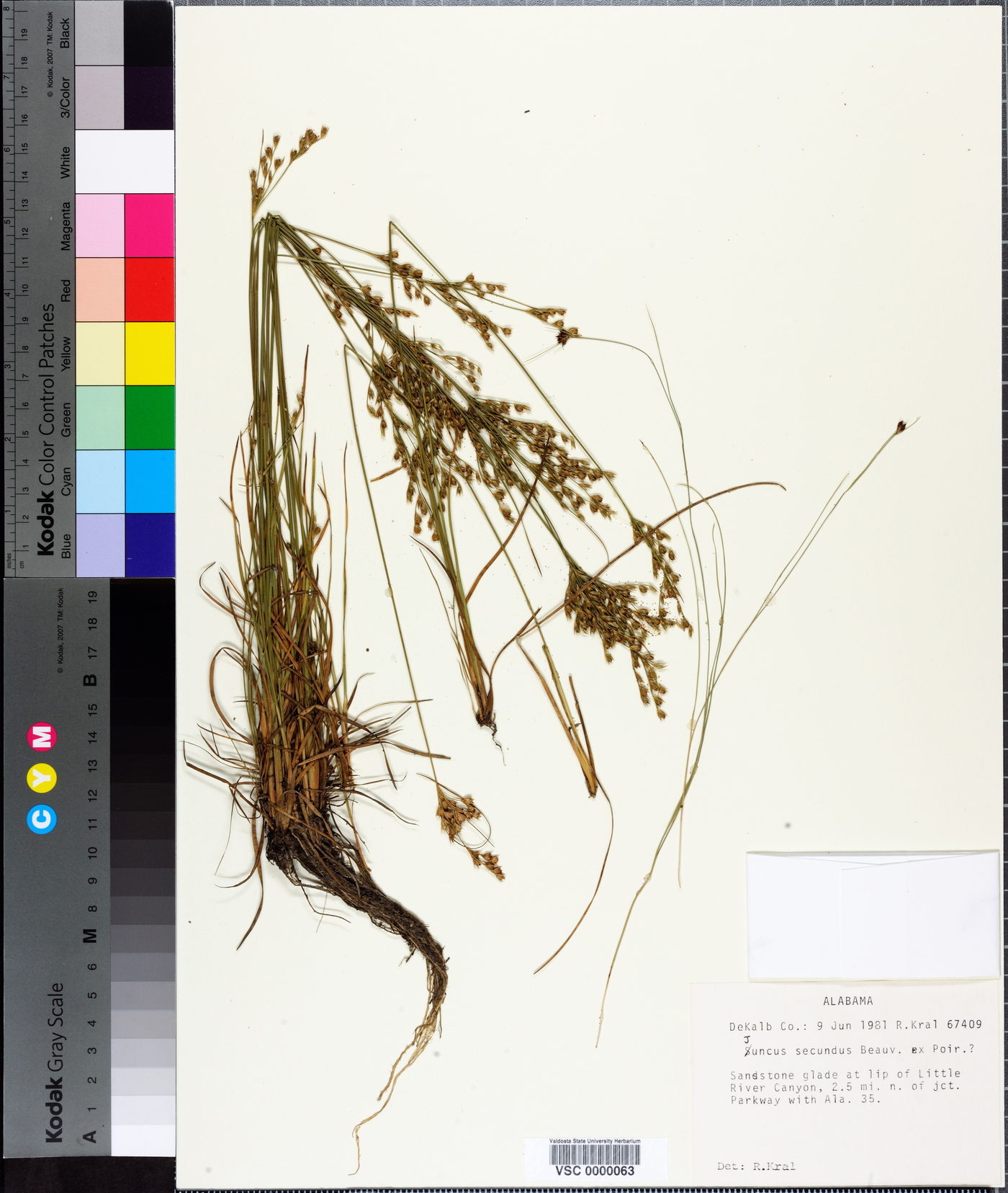 Juncus secundus image