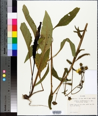 Silphium asteriscus var. trifoliatum image