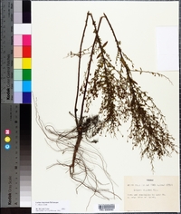 Lechea mucronata image