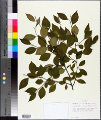 Ilex ambigua image